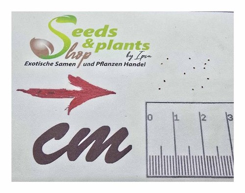 15x cheiridopsis mixed - cheiridopsis,