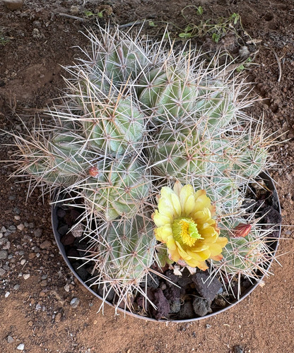Echinocereus maritimus - echinocereus,
