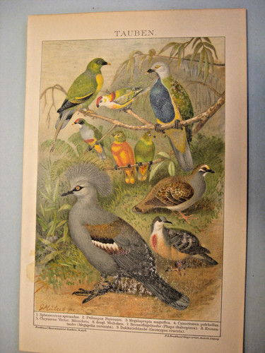 Colombe uccelli uova - colombe,,