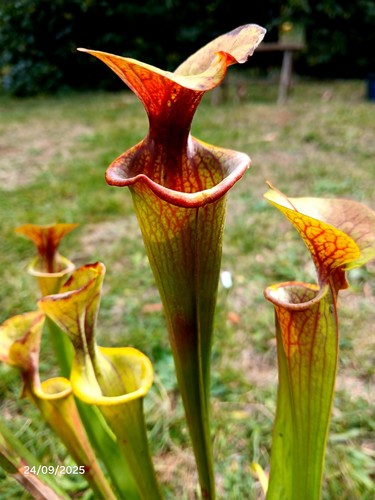 Sarracenia,flava