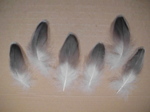 Soffici piume oca grigie - soffici,