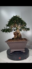 Bonsai Di Olivastro Yamadori