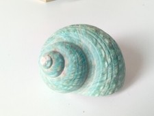 Turbo Olivaris Naturale