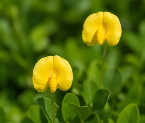 Arachis pintoi seeds semi - ,