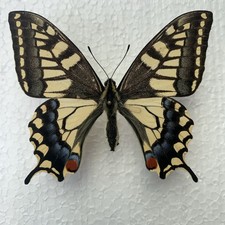 Entomologia*Papilio