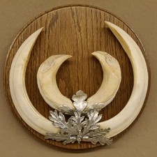 Zanne di Cinghiale Forte