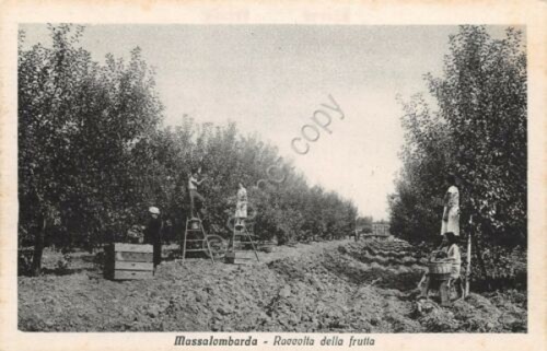 Cartolina massalombarda - cartolina,
