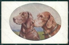 Bracco Kurzhaar Dog by Reichert MM 1219 postcard cartolina QT6976