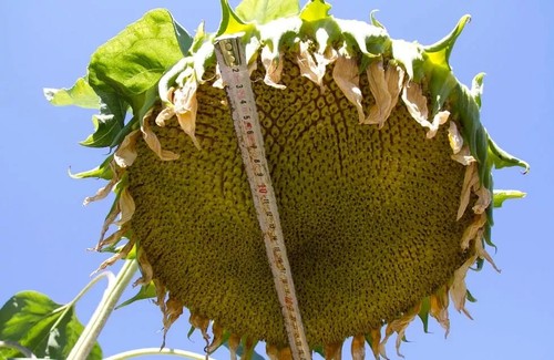 Girasole gigante hulk fiori - hulk,