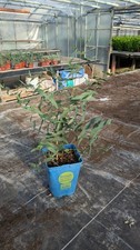 Eucalyptus viminalis o chiamato anche "White Gum".