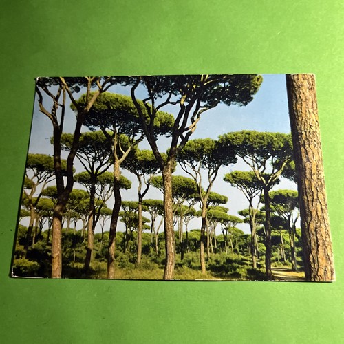 Fregene pineta viaggiata - fregene,