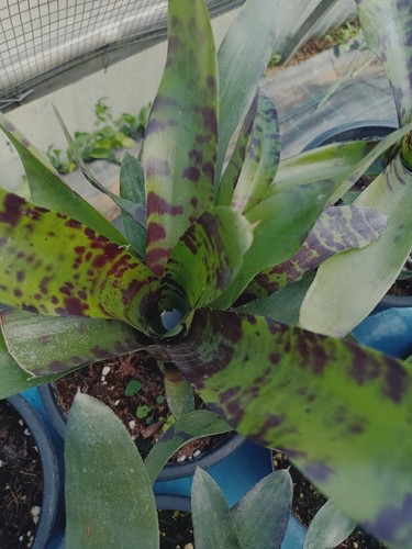 Neoregelia pianta tropicale - #8,