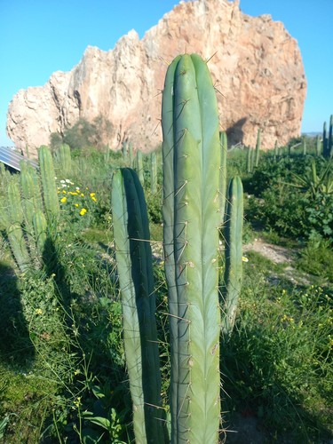 Bridgesii ayma - cm, 'ayma'