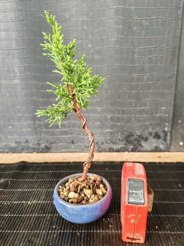 Bonsai ginepro chinesis - 21, cm