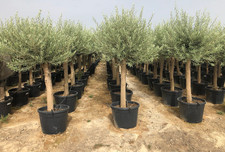 Ulivo olivo olea - ulivo,