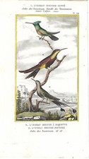 Stampa antica UCCELLI COLIBRI'