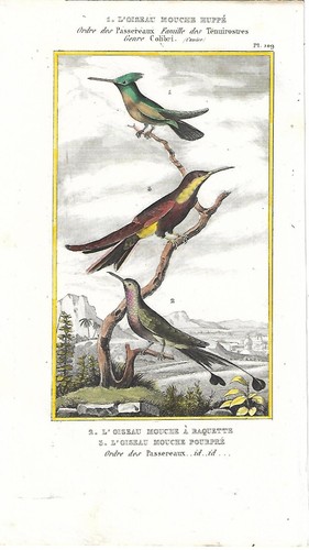 Stampa antica uccelli - stampa,
