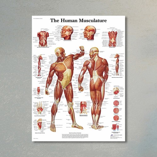 Sistema muscolare umano - muscolare,
