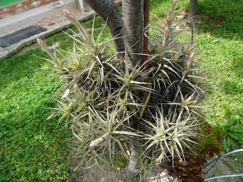 Tillandsia épyphites plantes - ,