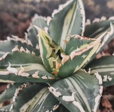 Lupo mannaro Agave titanota