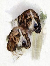 PETIT BASSET GRIFFON VENDEEN