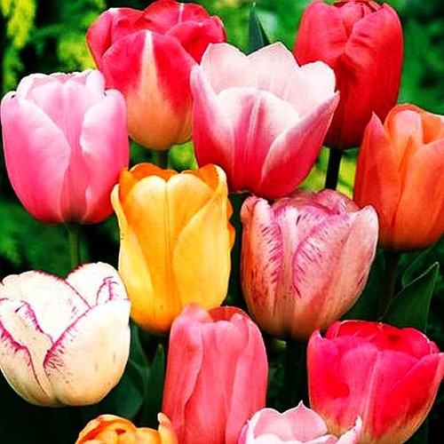 Tulipani bulbi fiori - bulbi,