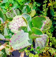 Kalanchoe marmorata vaso da - in,