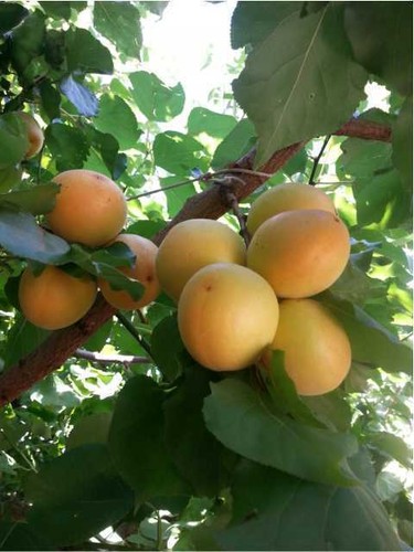 Alberi frutto albicocca - alberi,
