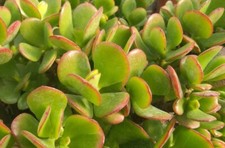 Albero Di Giada Prebonsai