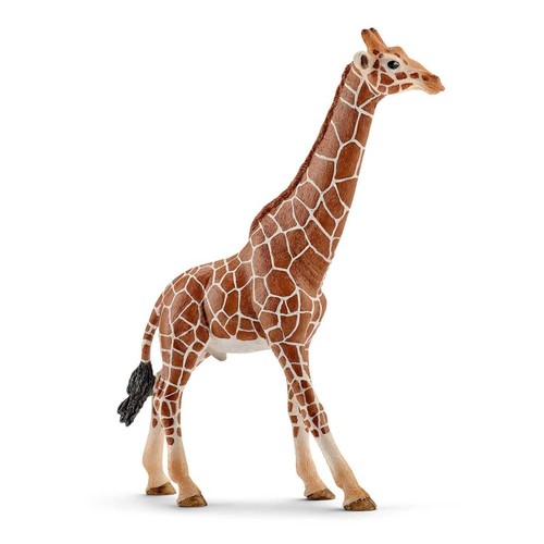 Giraffa maschio animali - maschio, in