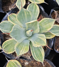 Agave parryi var. troncata