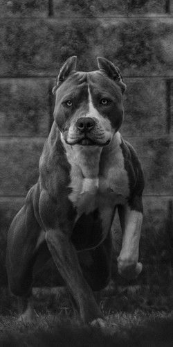 Pitbull dogo amstaff dog - pitbull,
