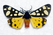 🦋 Cream‑spot Tiger Moth (Arctia villica) – Authentic British Specimen