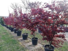 Acero rosso giapponese acer - acero, "acer