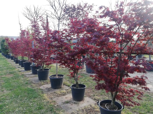 Acero rosso giapponese - , "acer