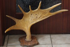 CORNA DI ALCE SVEDESE