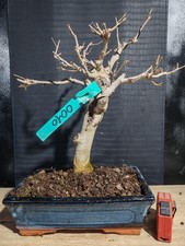 bonsai di gelso h 42 cm visita