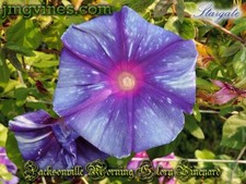 Stargate Japanese Morning