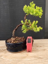 bonsai ginepro procumbenz 20