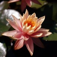 Semi nymphaea colorado - nymphaea,
