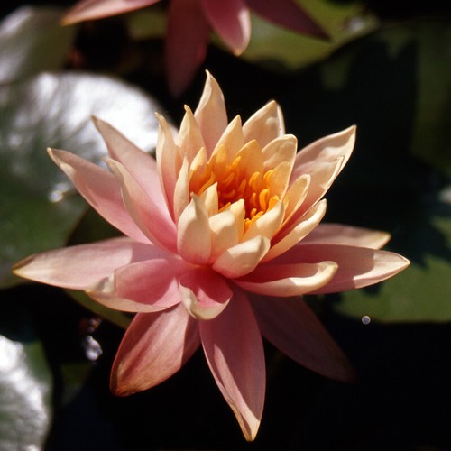 Semi nymphaea colorado - 15,