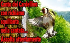 IL CANTO DEL CARDELLINO PER