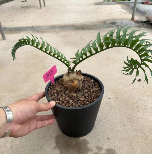 Raro encephalartos trispinosus - raro,
