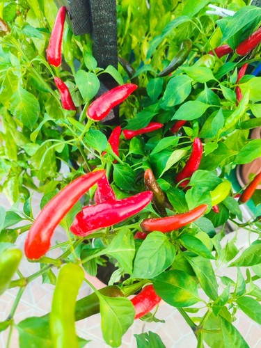 Semi peperoncino - semi, di