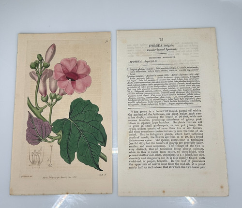 1815 edwards ridgway - 1815,