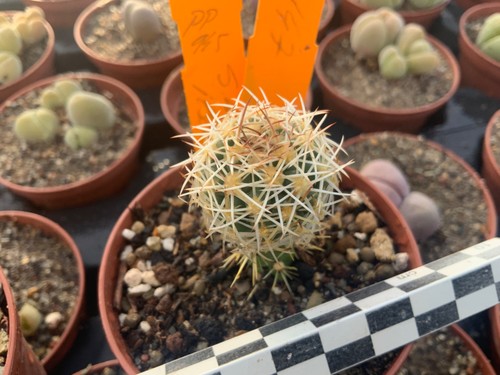 147 sclerocactus wetlandicus - sclerocactus,