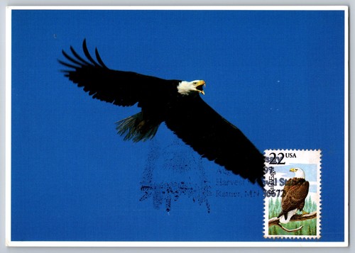2320 north american wildlife - american,