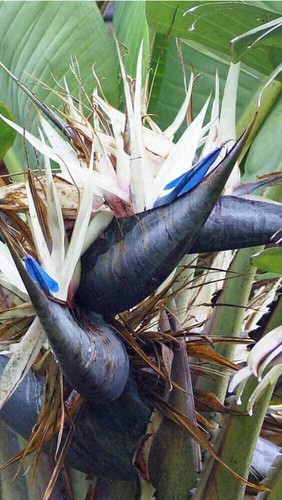 Pianta strelitzia augusta - pianta, di