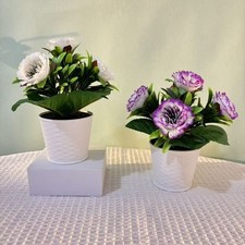 Pianta di fiori di peonia