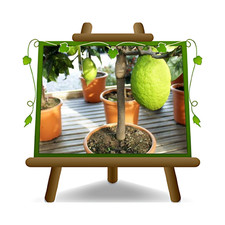 Agrumi Cedro Citrus Medica